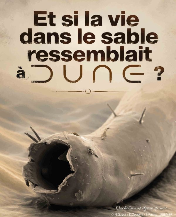 Pré-événement de la Nuit des Chercheur.e.s le 19 septembre -Visuel "Et si la vie dans la sable ressemblait à Dune" - N.Gayet / D.Zeppilli / S.Fuchs - Ifremer