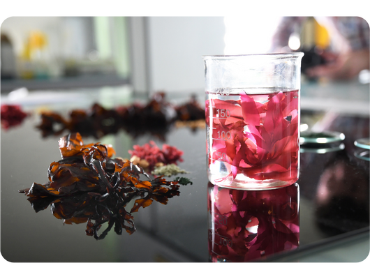 Algues dans un laboratoire Science et Mer
