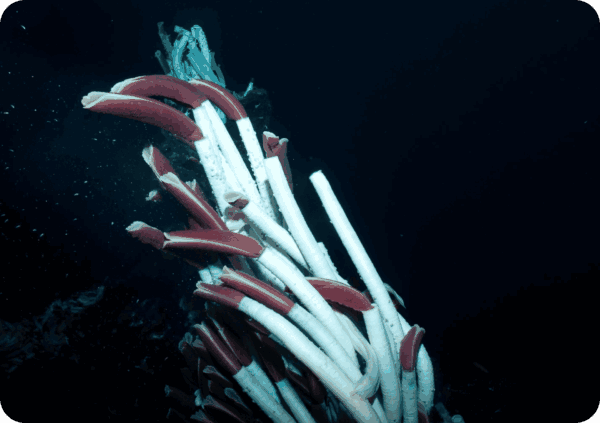 vers géants (Riftia pachyptila) dans une source hydrothermale